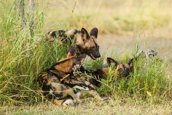 Afrika vahşi köpeği Lycaon Pictus, suda yürüyor. Büyük kulaklı boyanmış köpek avlamak, doğal ortamında güzel vahşi hayvan. Doğa, Moremi, Okavanago deltası, Botswana, Afrika