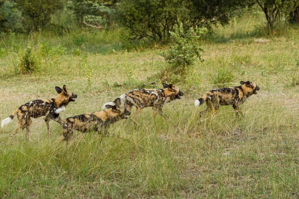 Afrika vahşi köpeği Lycaon Pictus, suda yürüyor. Büyük kulaklı boyanmış köpek avlamak, doğal ortamında güzel vahşi hayvan. Doğa, Moremi, Okavanago deltası, Botswana, Afrika