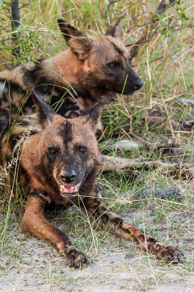 African wild dog, Lycaon pictus, walking in the water. Hunting painted dog with big ears, beautiful wild animal in habitat. Wildlife nature, Moremi, Okavanago delta, Botswana, Africa