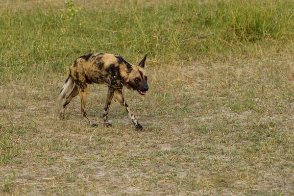 Afrika vahşi köpeği Lycaon Pictus, suda yürüyor. Büyük kulaklı boyanmış köpek avlamak, doğal ortamında güzel vahşi hayvan. Doğa, Moremi, Okavanago deltası, Botswana, Afrika