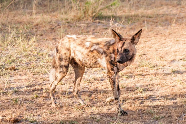 Afrika vahşi köpeği Lycaon Pictus, suda yürüyor. Büyük kulaklı boyanmış köpek avlamak, doğal ortamında güzel vahşi hayvan. Doğa, Moremi, Okavanago deltası, Botswana, Afrika