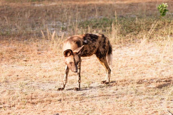 Afrika vahşi köpeği Lycaon Pictus, suda yürüyor. Büyük kulaklı boyanmış köpek avlamak, doğal ortamında güzel vahşi hayvan. Doğa, Moremi, Okavanago deltası, Botswana, Afrika