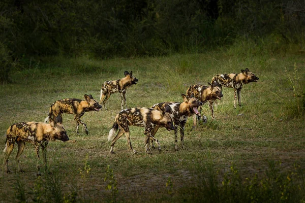 Afrika vahşi köpeği Lycaon Pictus, suda yürüyor. Büyük kulaklı boyanmış köpek avlamak, doğal ortamında güzel vahşi hayvan. Doğa, Moremi, Okavanago deltası, Botswana, Afrika