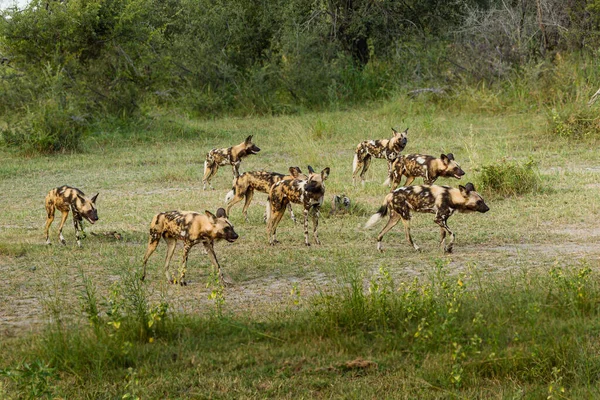 Afrika vahşi köpeği Lycaon Pictus, suda yürüyor. Büyük kulaklı boyanmış köpek avlamak, doğal ortamında güzel vahşi hayvan. Doğa, Moremi, Okavanago deltası, Botswana, Afrika