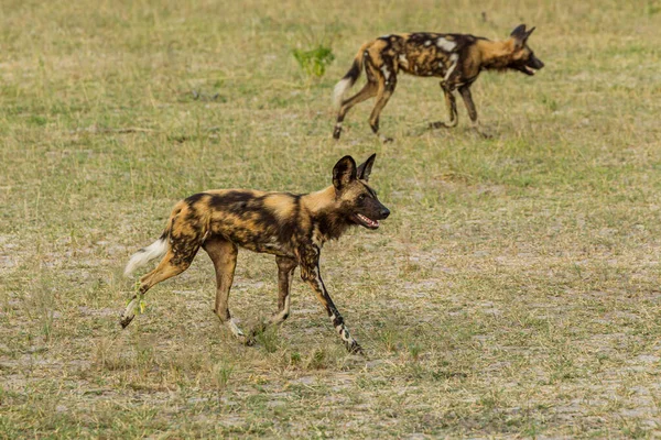 Afrika vahşi köpeği Lycaon Pictus, suda yürüyor. Büyük kulaklı boyanmış köpek avlamak, doğal ortamında güzel vahşi hayvan. Doğa, Moremi, Okavanago deltası, Botswana, Afrika