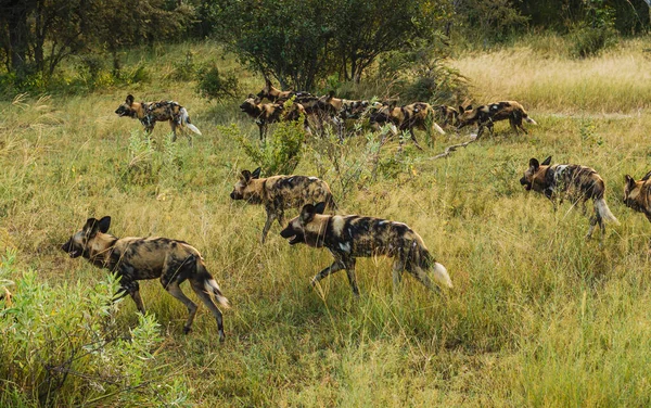 Afrika vahşi köpeği Lycaon Pictus, suda yürüyor. Büyük kulaklı boyanmış köpek avlamak, doğal ortamında güzel vahşi hayvan. Doğa, Moremi, Okavanago deltası, Botswana, Afrika