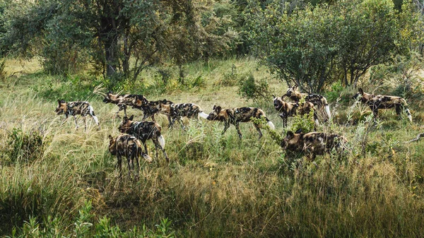 Afrika vahşi köpeği Lycaon Pictus, suda yürüyor. Büyük kulaklı boyanmış köpek avlamak, doğal ortamında güzel vahşi hayvan. Doğa, Moremi, Okavanago deltası, Botswana, Afrika
