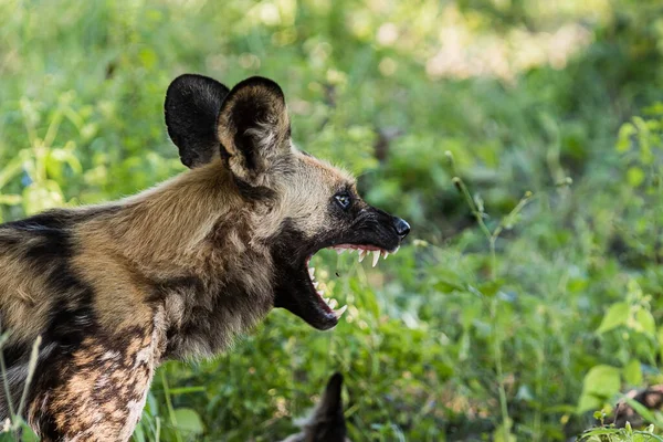 African wild dog, Lycaon pictus, walking in the water. Hunting painted dog with big ears, beautiful wild animal in habitat. Wildlife nature, Moremi, Okavanago delta, Botswana, Africa