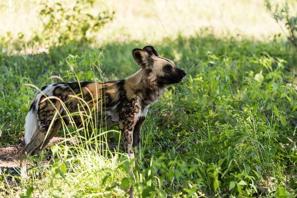 African wild dog, Lycaon pictus, walking in the water. Hunting painted dog with big ears, beautiful wild animal in habitat. Wildlife nature, Moremi, Okavanago delta, Botswana, Africa