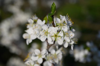Bahçede açan badem ağaçları mavi, ilkbahar gökyüzüne karşı.
