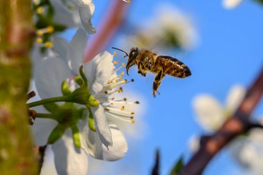 Bahçede açan badem ağaçları mavi, ilkbahar gökyüzüne karşı.