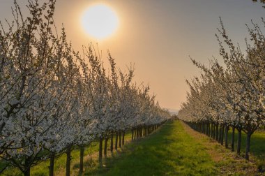 Bahçede açan badem ağaçları mavi, ilkbahar gökyüzüne karşı.