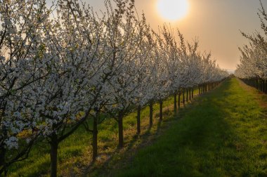 Bahçede açan badem ağaçları mavi, ilkbahar gökyüzüne karşı.