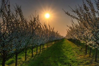 Bahçede açan badem ağaçları mavi, ilkbahar gökyüzüne karşı.