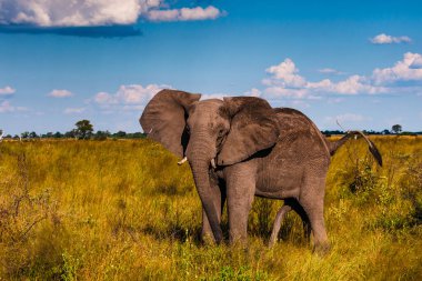 Afrika Bush Filleri 'nin Clsoe' si vahşi yaşam koruma alanında yolda yürüyor. Masai Mara, Kenya, Afrika.
