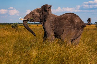 Afrika Bush Filleri 'nin Clsoe' si vahşi yaşam koruma alanında yolda yürüyor. Masai Mara, Kenya, Afrika.