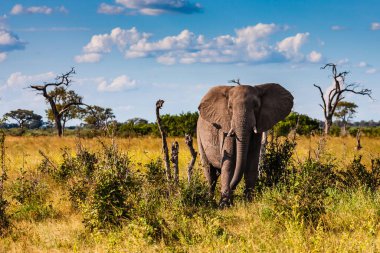 Afrika Bush Filleri 'nin Clsoe' si vahşi yaşam koruma alanında yolda yürüyor. Masai Mara, Kenya, Afrika.