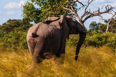Afrika Bush Filleri 'nin Clsoe' si vahşi yaşam koruma alanında yolda yürüyor. Masai Mara, Kenya, Afrika.