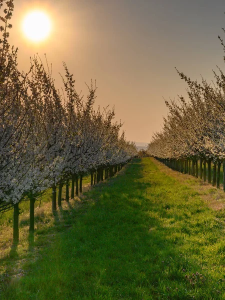 Mandel Träd Blommar Fruktträdgård Mot Blå Vår Himmel — Stockfoto