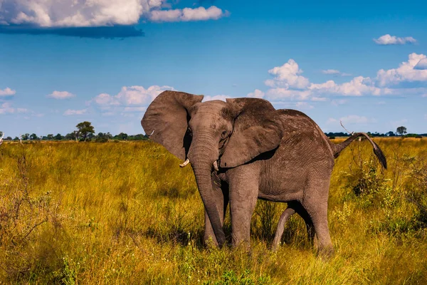 Afrika Bush Filleri 'nin Clsoe' si vahşi yaşam koruma alanında yolda yürüyor. Masai Mara, Kenya, Afrika.