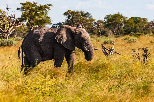 Afrika Bush Filleri 'nin Clsoe' si vahşi yaşam koruma alanında yolda yürüyor. Masai Mara, Kenya, Afrika.