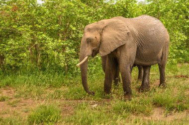 Vahşi Afrika fili, Botswana, Afrika