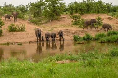Vahşi Afrika fili, Botswana, Afrika
