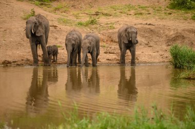 Vahşi Afrika fili, Botswana, Afrika