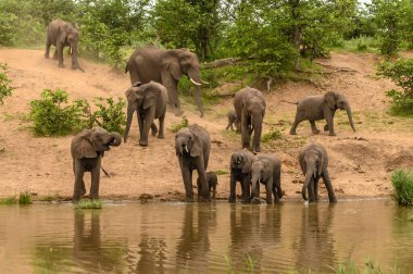 Vahşi Afrika fili, Botswana, Afrika