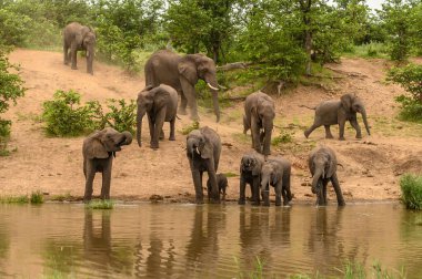 Vahşi Afrika fili, Botswana, Afrika