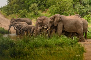 Vahşi Afrika fili, Botswana, Afrika