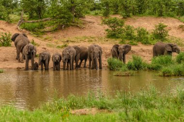 Vahşi Afrika fili, Botswana, Afrika