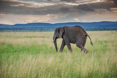 Vahşi Afrika fili, Botswana, Afrika
