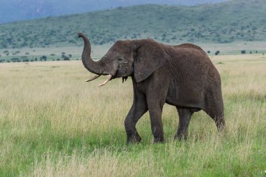 Vahşi Afrika fili, Botswana, Afrika