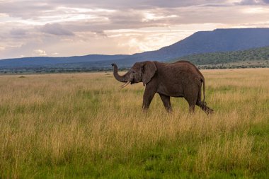Vahşi Afrika fili, Botswana, Afrika