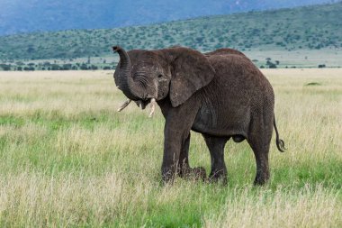Vahşi Afrika fili, Botswana, Afrika
