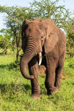 Vahşi Afrika fili, Botswana, Afrika