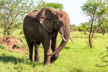 Vahşi Afrika fili, Botswana, Afrika