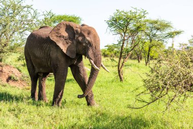 Vahşi Afrika fili, Botswana, Afrika