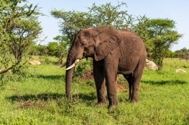 Vahşi Afrika fili, Botswana, Afrika