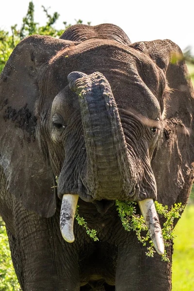 Vahşi Afrika fili, Botswana, Afrika