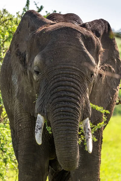 Vahşi Afrika fili, Botswana, Afrika