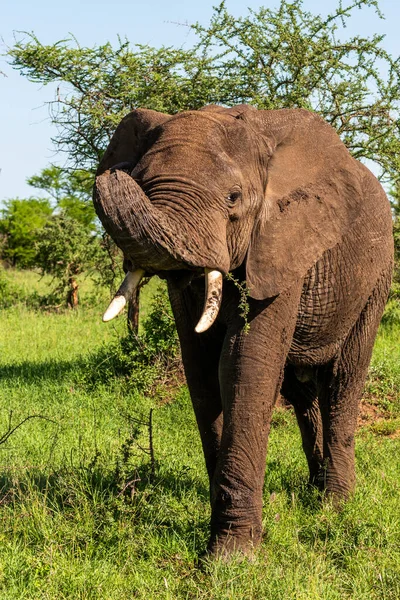 Vahşi Afrika fili, Botswana, Afrika