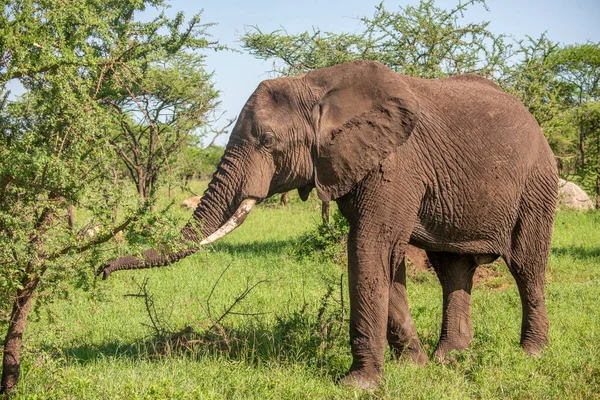 Vahşi Afrika fili, Botswana, Afrika