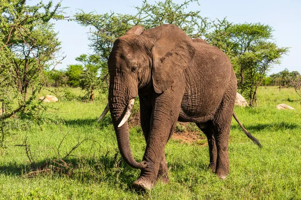 Vahşi Afrika fili, Botswana, Afrika