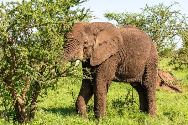 Vahşi Afrika fili, Botswana, Afrika