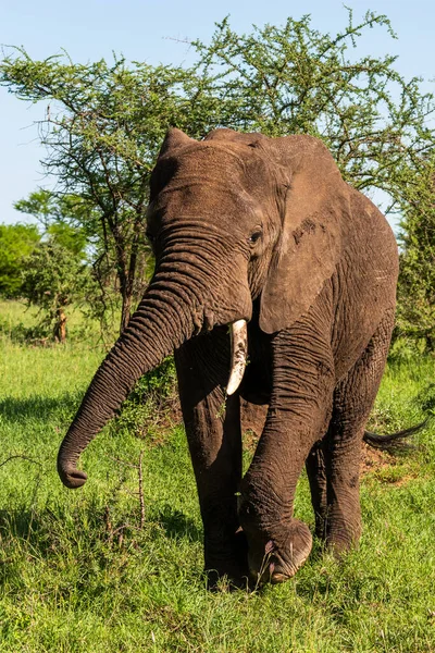 Vahşi Afrika fili, Botswana, Afrika