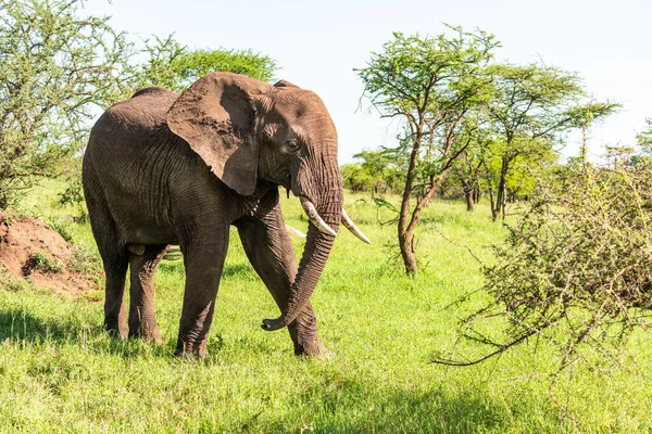 Vahşi Afrika fili, Botswana, Afrika
