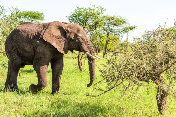 Vahşi Afrika fili, Botswana, Afrika