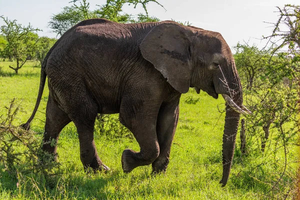 Vahşi Afrika fili, Botswana, Afrika